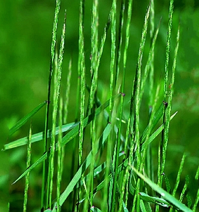 nevski )是禾本科,鹅观草属多年生 a target="_blank" href="/item