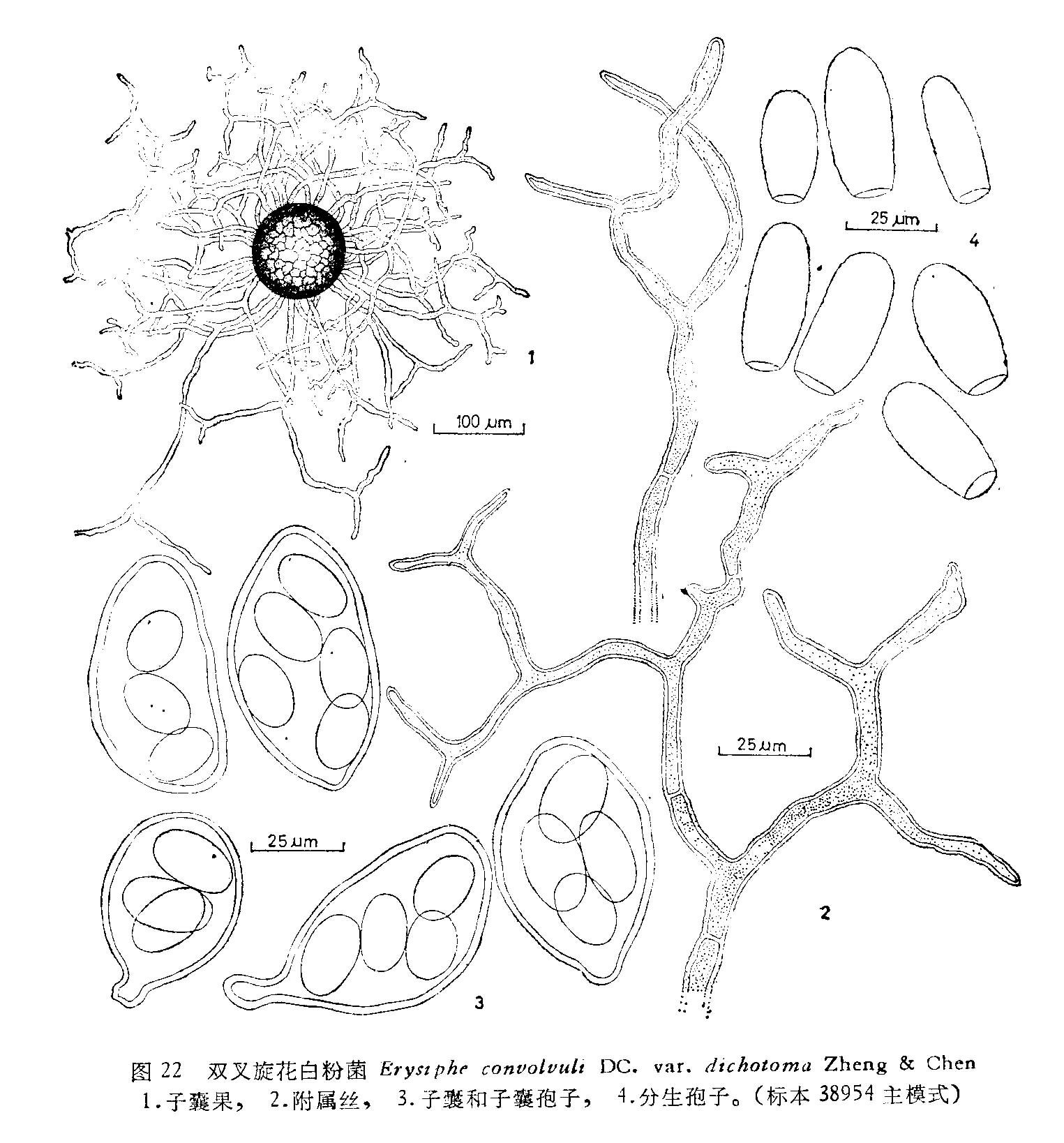 erysiphe convolvuli (dc.) st.-am. var.