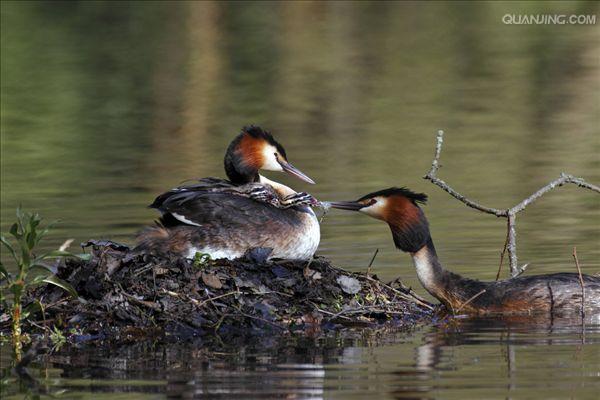  p>小鸡是鸡雏的通俗叫法,鸡雏就是鸡的幼崽,从 a href="#" data