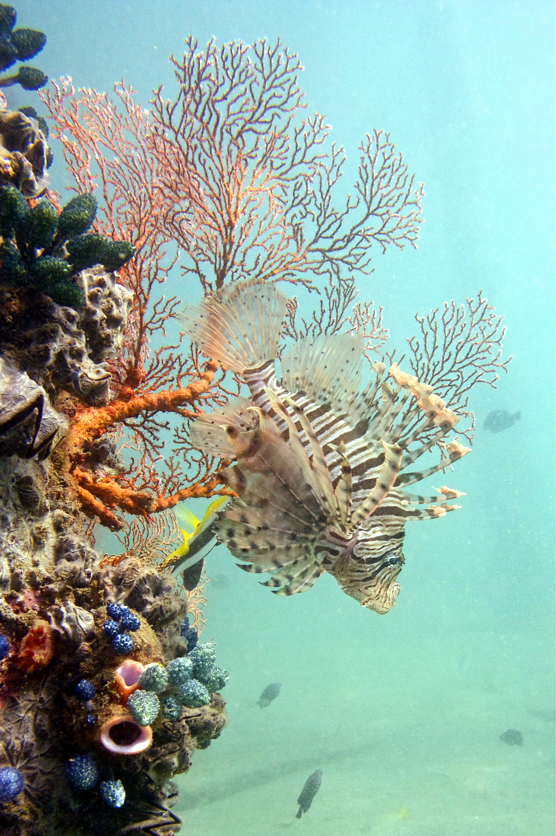  p>蓑鲉(学名: i>pterois volitans /i>)是鲉科,蓑鲉属硬骨鱼.