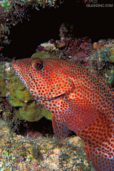 id="425506">石斑鱼 /a>的一种,又叫颌斑石斑鱼,英文名dungat grouper