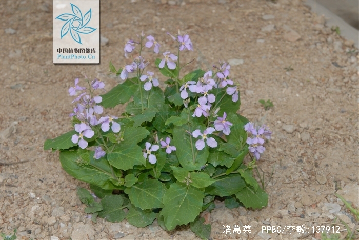  p>诸葛菜(学名: i>orychophragmus violaceus  /i>(l.) o. e.