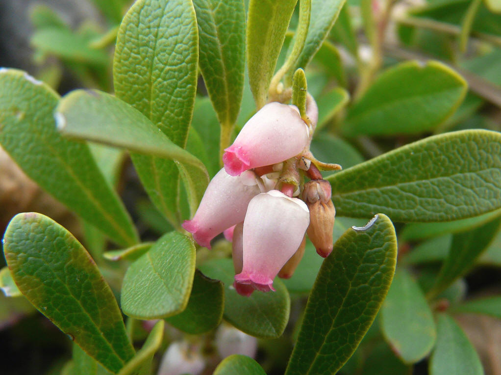  p>熊果又名熊葡萄,熊莓,紫林,是杜鹃花科熊果属的一种植物.