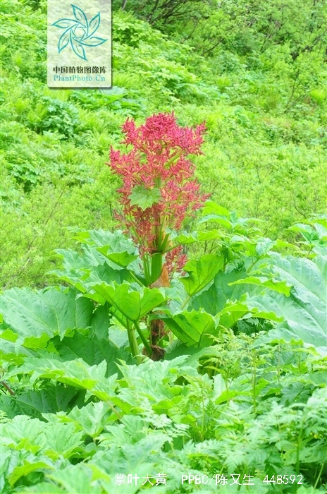  p>掌叶大黄( i>rheum palmatum /i> l.