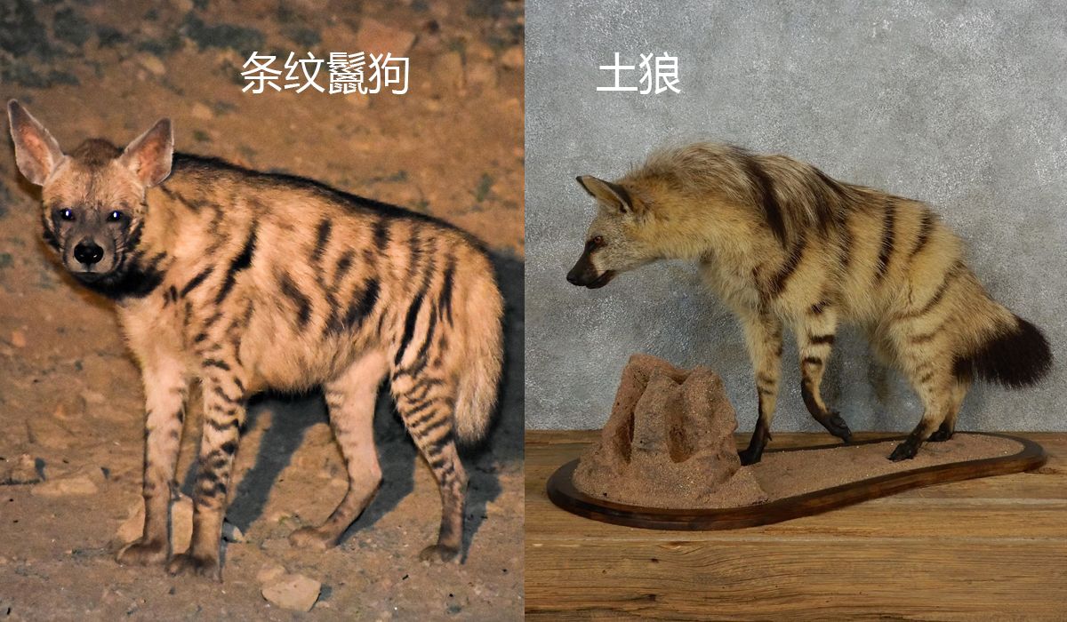 浅谈土狼的生存方式，凭借“三板斧”在险境下求生存_百科TA说