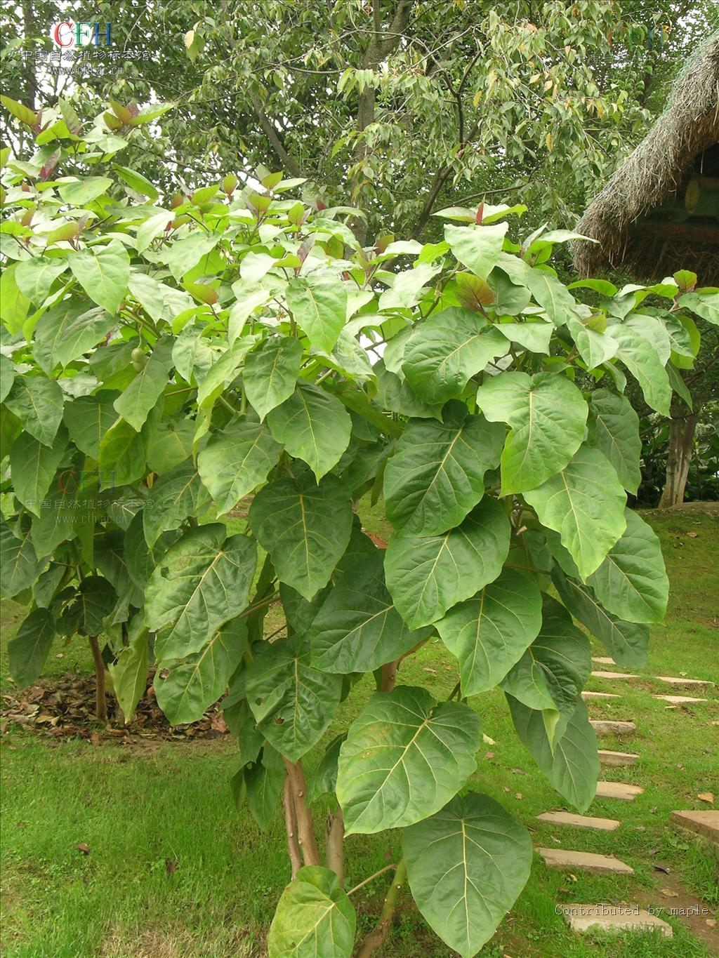  p>树番茄属为茄科茄族茄参亚族的一属,30种,分布于中南美洲, a href=