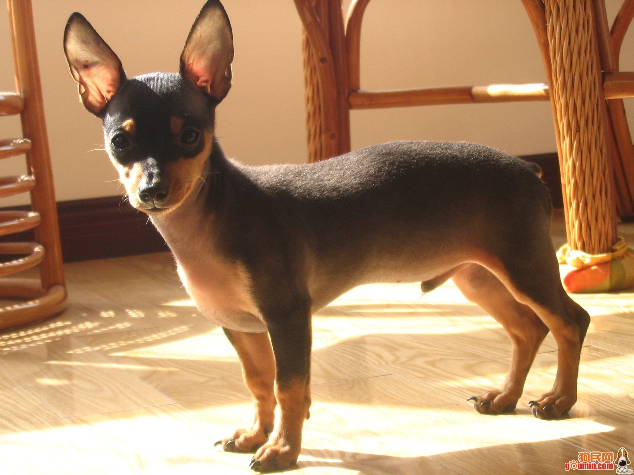  p>迷你杜宾犬起源于19世纪的 a href="#" data-lemmaid="147953">