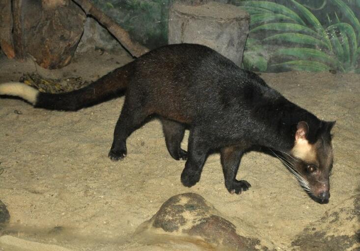  p>花面狸(学名: i>paguma larvata /i>)是灵猫科,花面狸属食肉动物