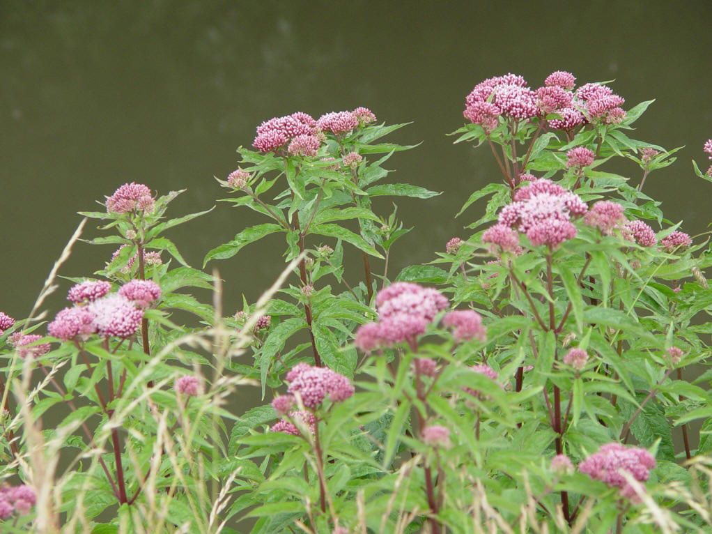  p>异叶泽兰为 a href="#" data-lemmaid="3514470">多年生草本 /a>.