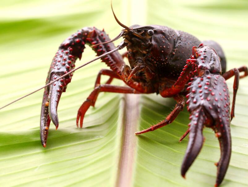  p>小龙虾(学名: i>procambarus clarkii /i>):是甲壳纲,十足目,螯虾