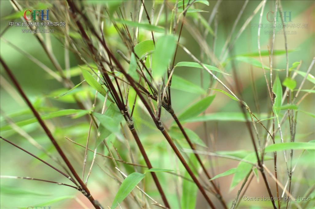  p>箭竹(fargesia spathacea franch)是禾本科,箭竹属竹类植物.