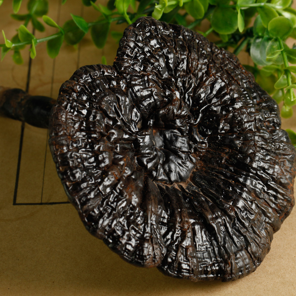 据记载在云南可药用.引起树桩部位木材形成白色腐朽.与紫灵芝(g.