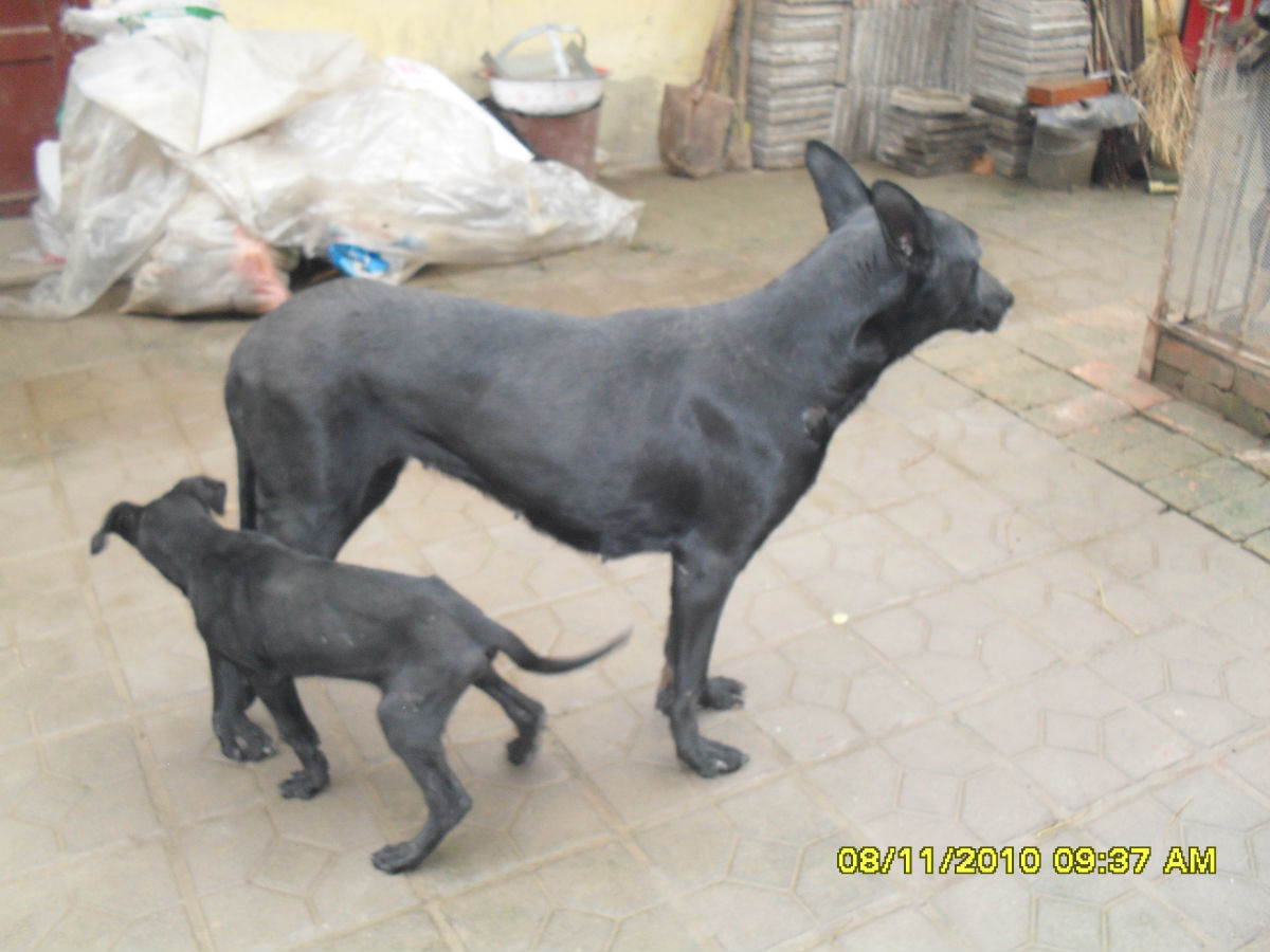 纯种黑狼犬