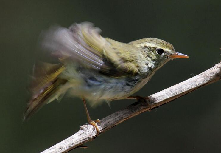  p>双斑绿柳莺(学名: i>phylloscopus plumbeitarsus /i>):体长11-12