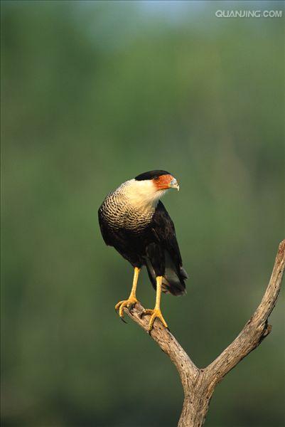  p>卡拉卡拉鹰 (caracara)亦称屍鹰(carrion hawk).