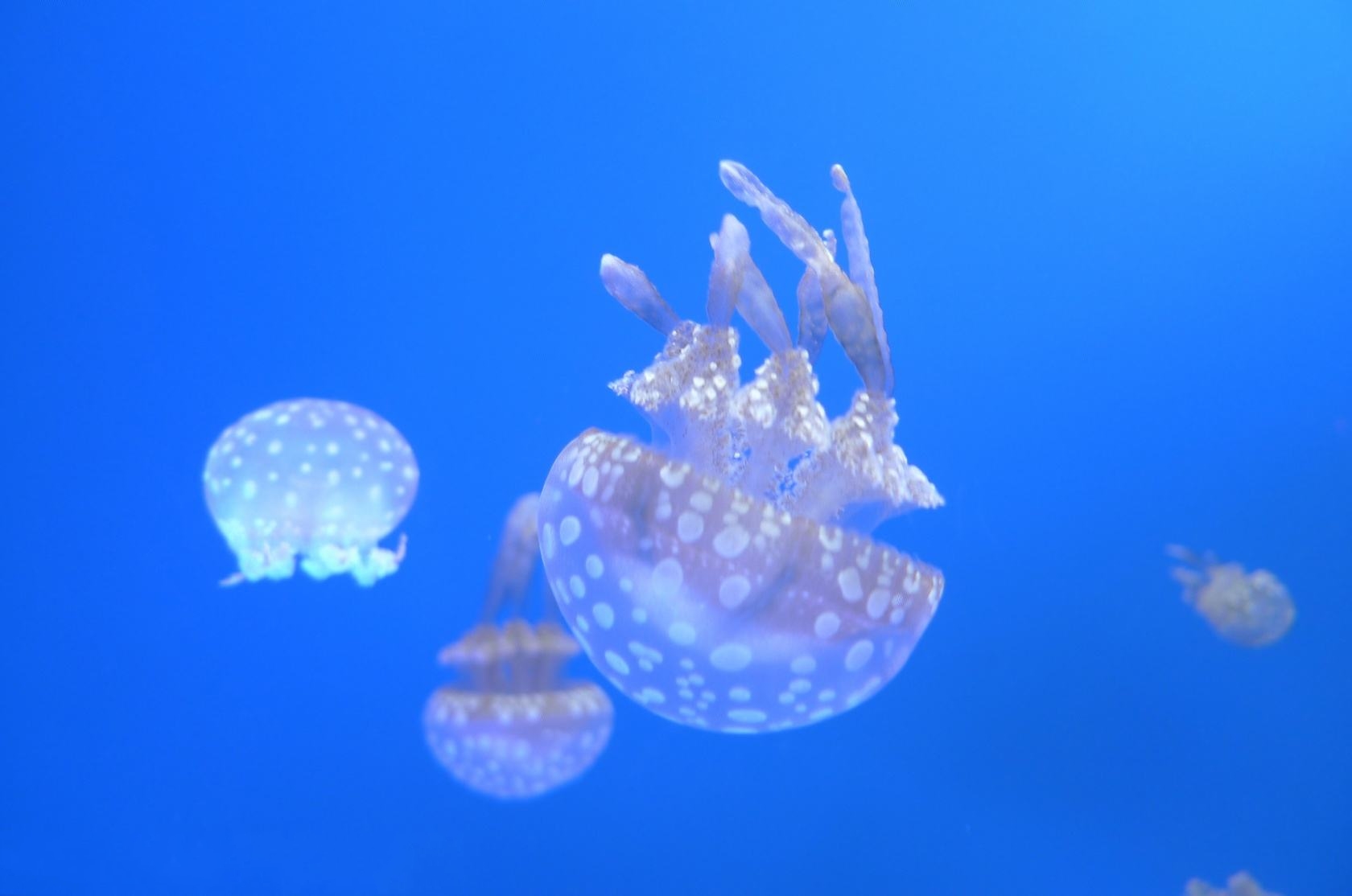  p>水母体的伞呈半球状,具有大小白色斑点.