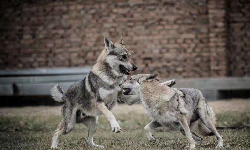 饲养捷克狼犬有何优点和弊端？_百科TA说