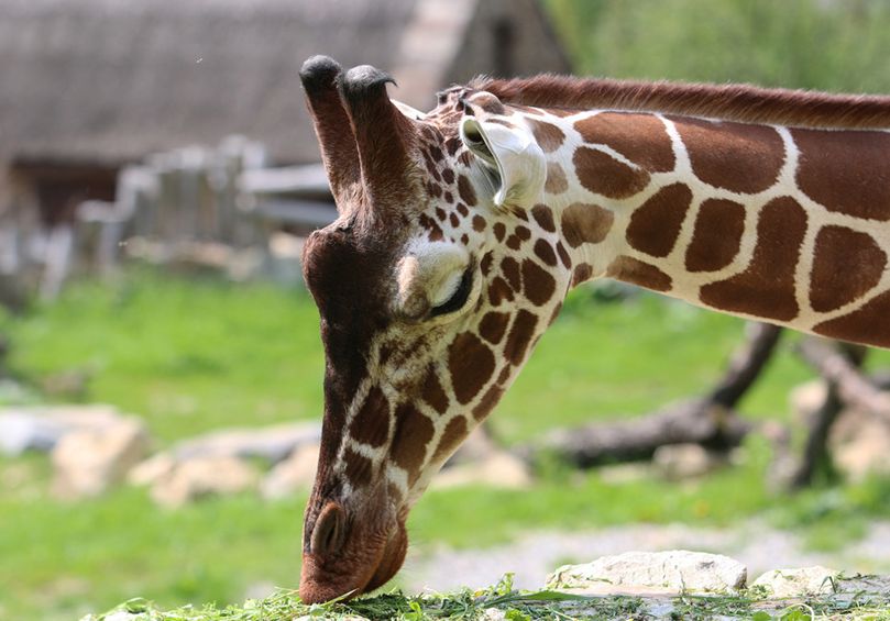 长颈鹿努比亚亚种