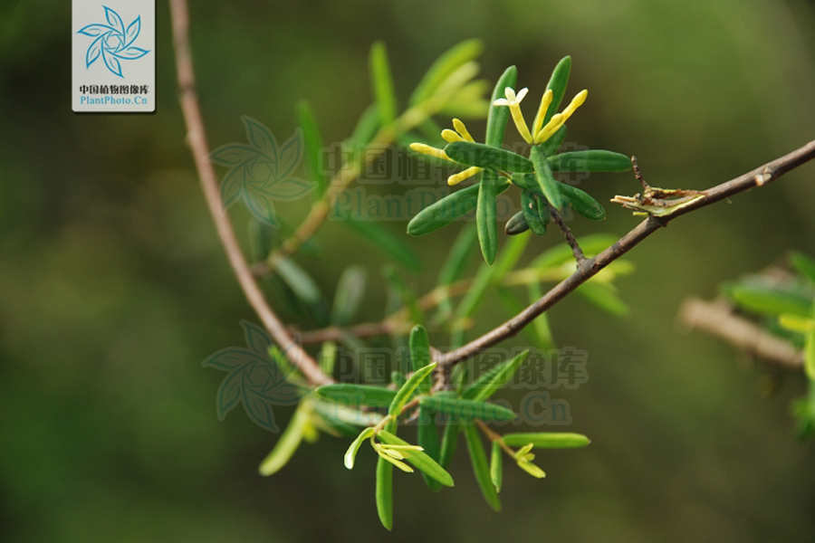  p>岩杉树,拉丁文名:wikstroemia angustifolia hemsl.