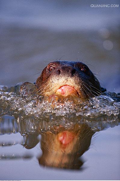 水狗