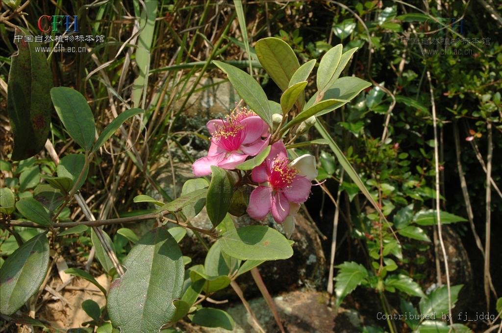  p>桃金娘目(myrtales) 是植物分类学的名词术语.