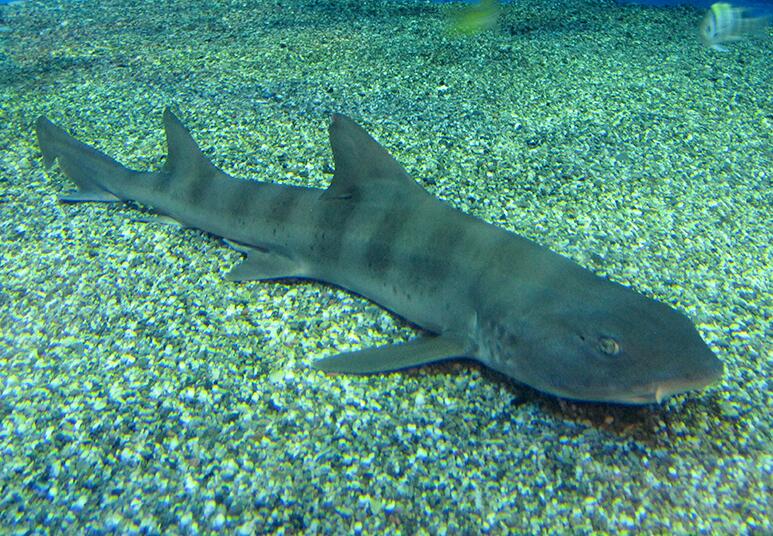 (学名: i>triakis scyllium /i>)是皱唇鲨科,皱唇鲨属的一种鲨鱼