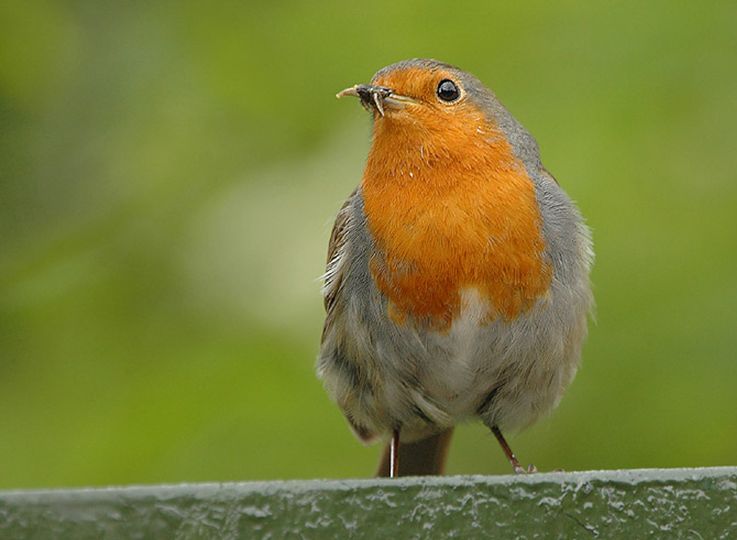 erithacus rubecula melophilus