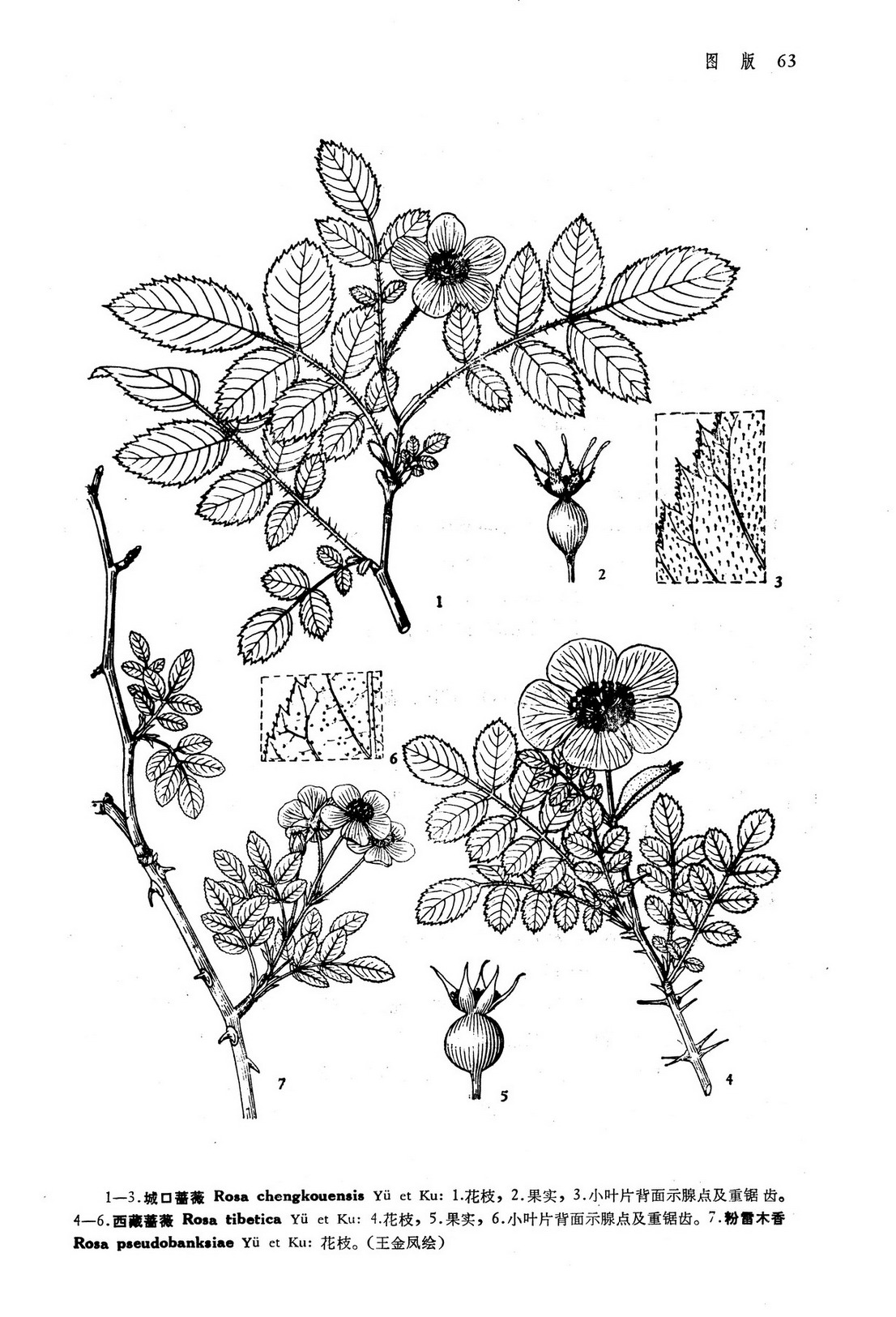  p>粉蕾木香(学名:rosa pseudobanksiae yu et ku)是蔷薇科蔷薇属攀援