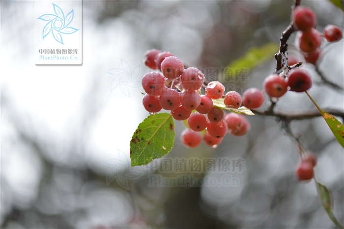  p>沧江海棠(学名: i>malus /i>  i>ombrophila /i> hand.-mazz.