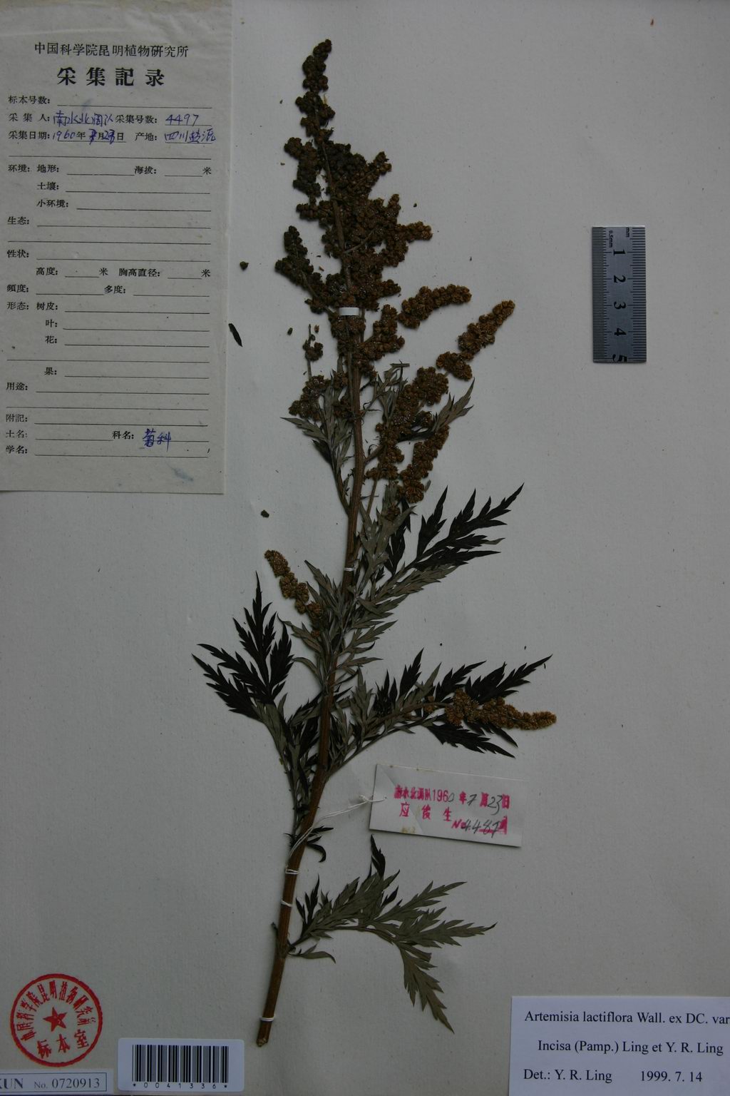 叶柄基部具明显的假托叶;上部叶与苞片叶一至二回羽状深裂或全裂,裂片