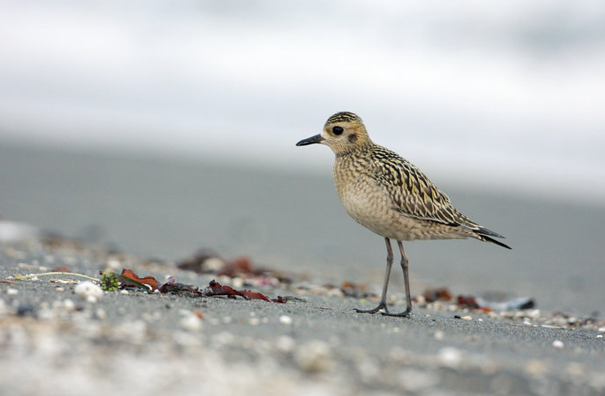  p>金鸻(学名: i>pluvialis fulva /i>):属中型 a target="_blank"