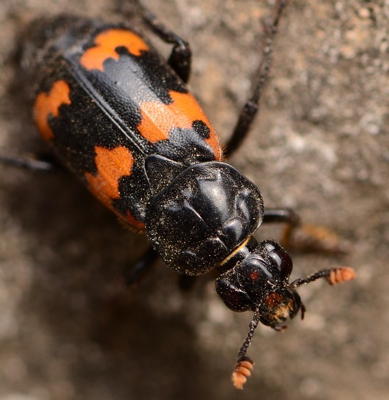  p>葬甲科(silphidae,carrion beetles)又称 a href="#" data-lemmaid