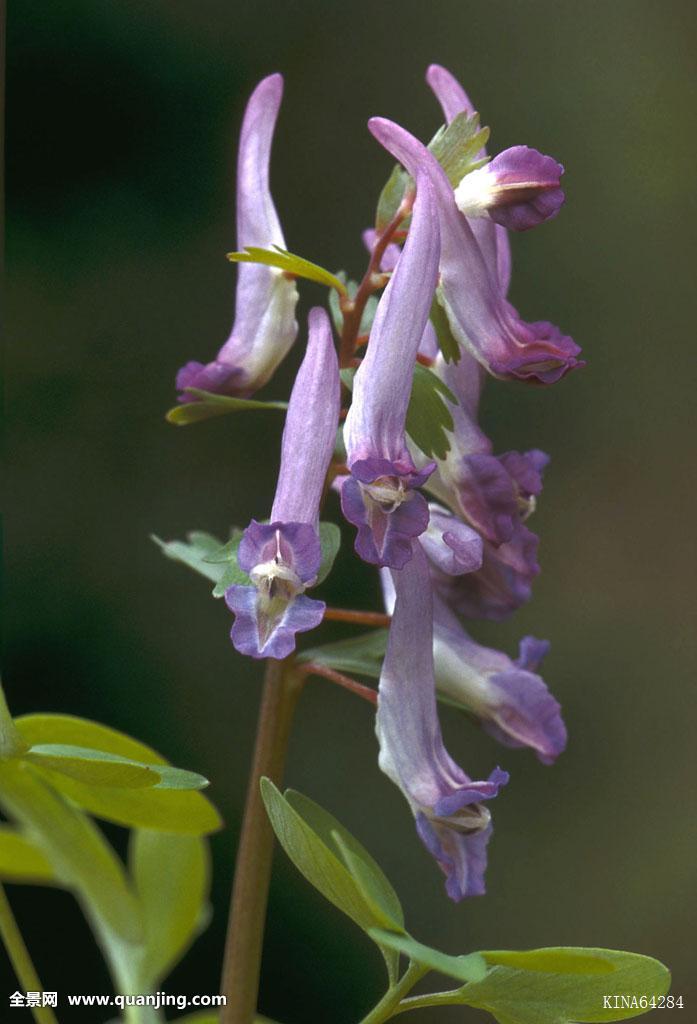  p>紫堇科(fumariaceae)又名 a target="_blank" href="/item/荷包