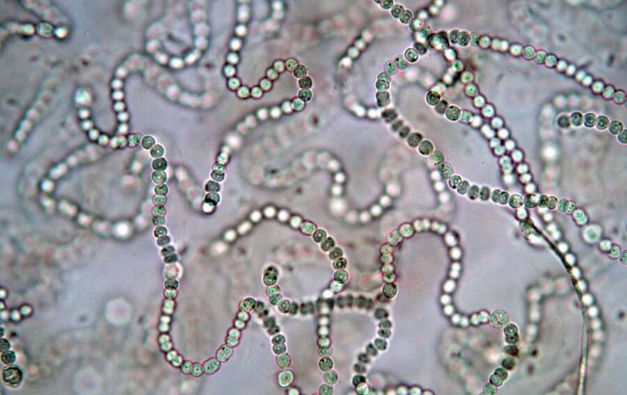 植物体或单细胞,或多细胞丝状群体.