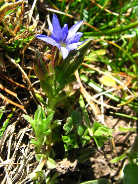  p>新疆龙胆(学名: i>gentiana karelinii  /i>griseb.