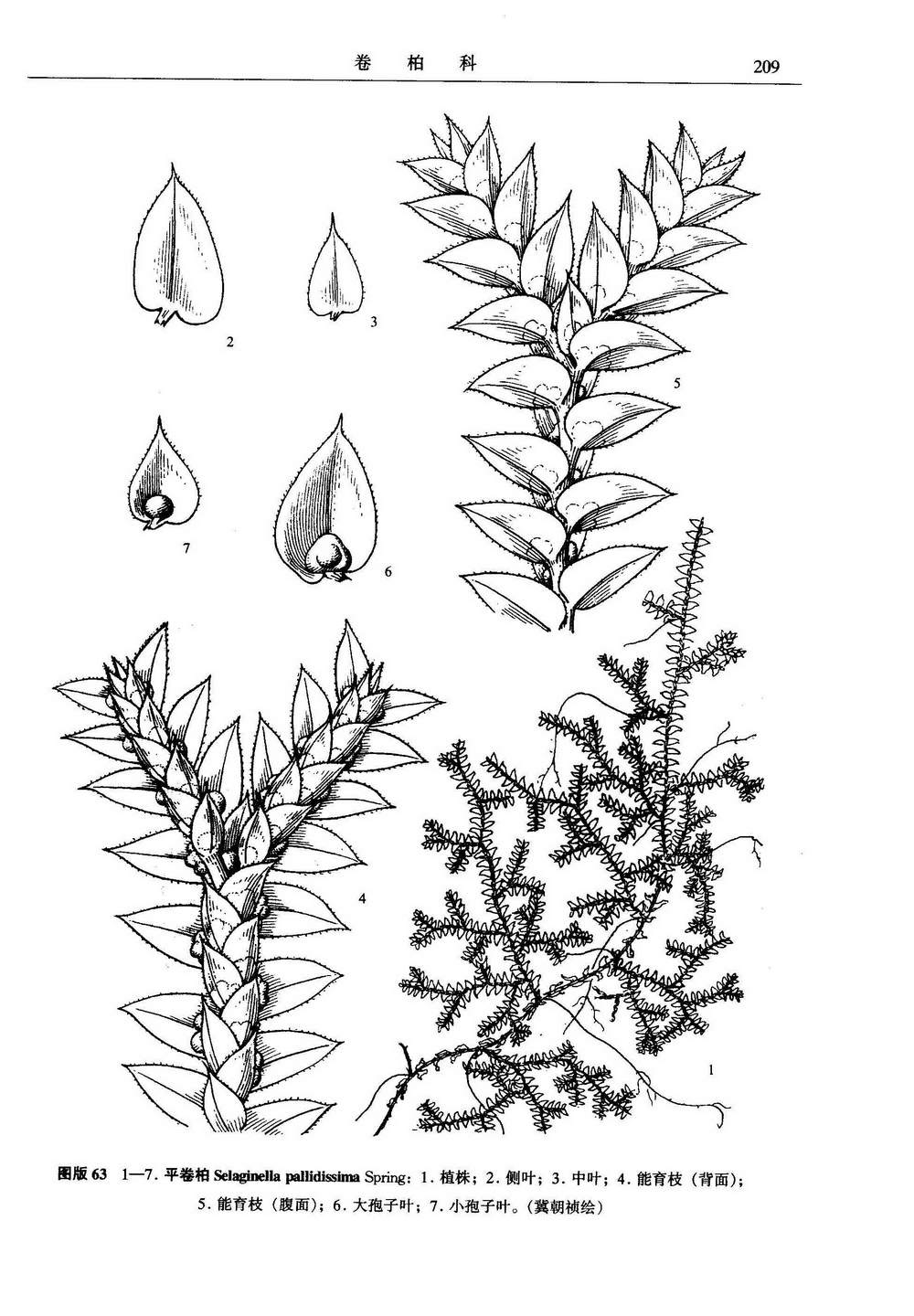 selaginella pallidissima spring