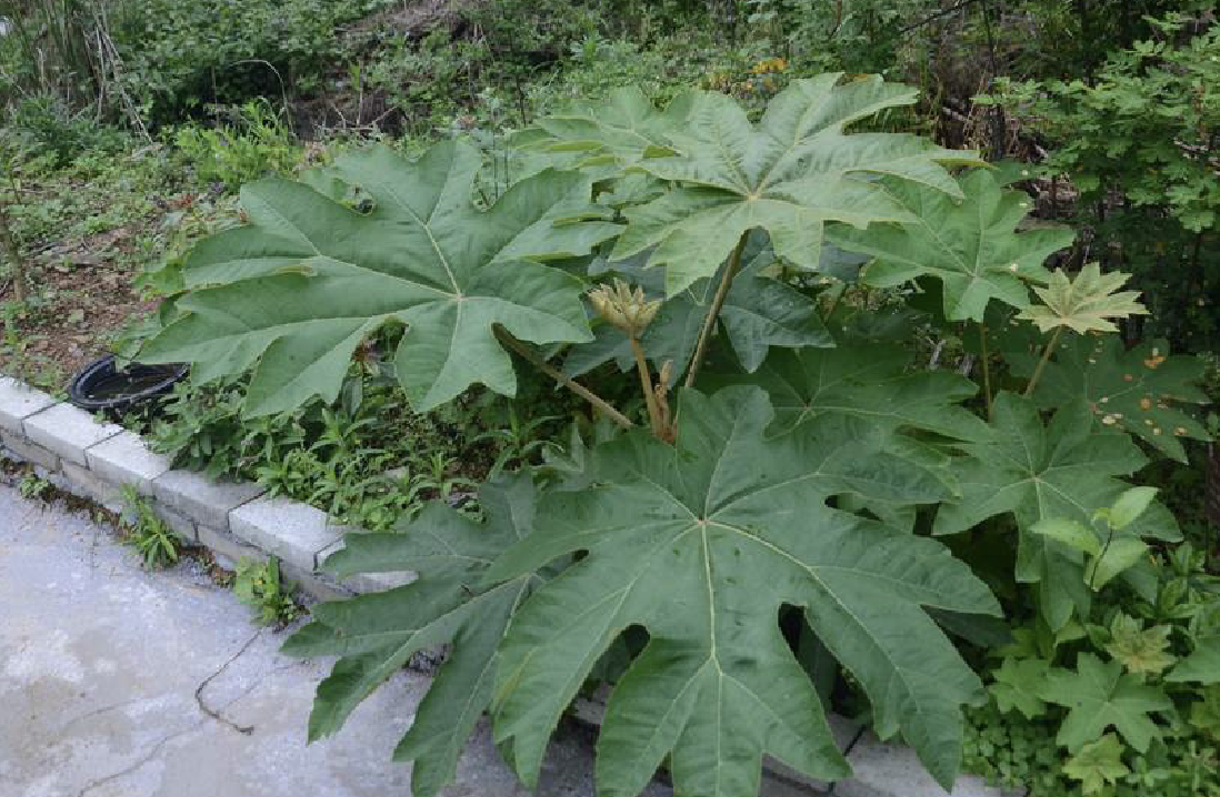 k. koch)是五加科通脱木属植物.