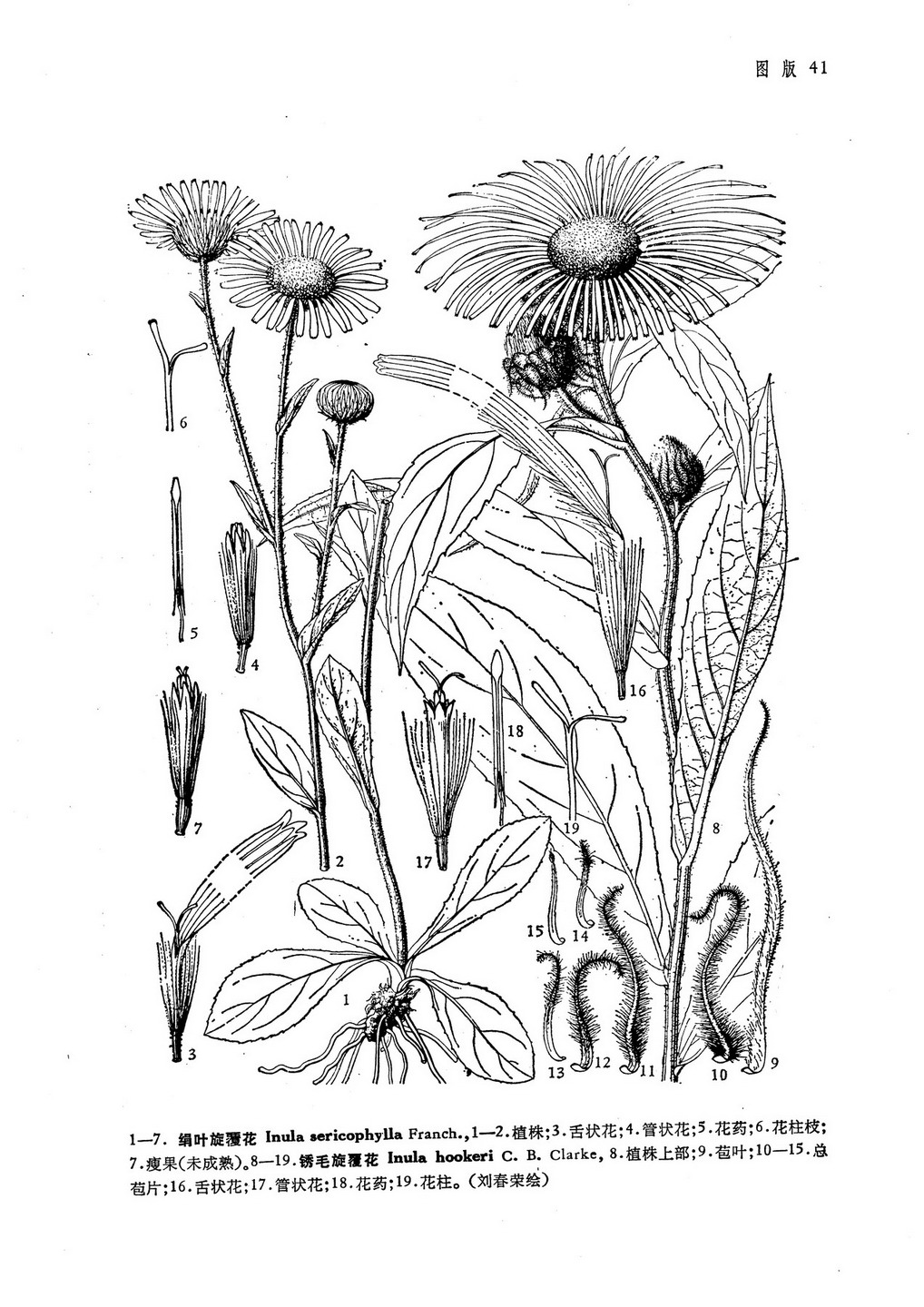  p>绢叶旋覆花(学名:inula sericophylla franch.