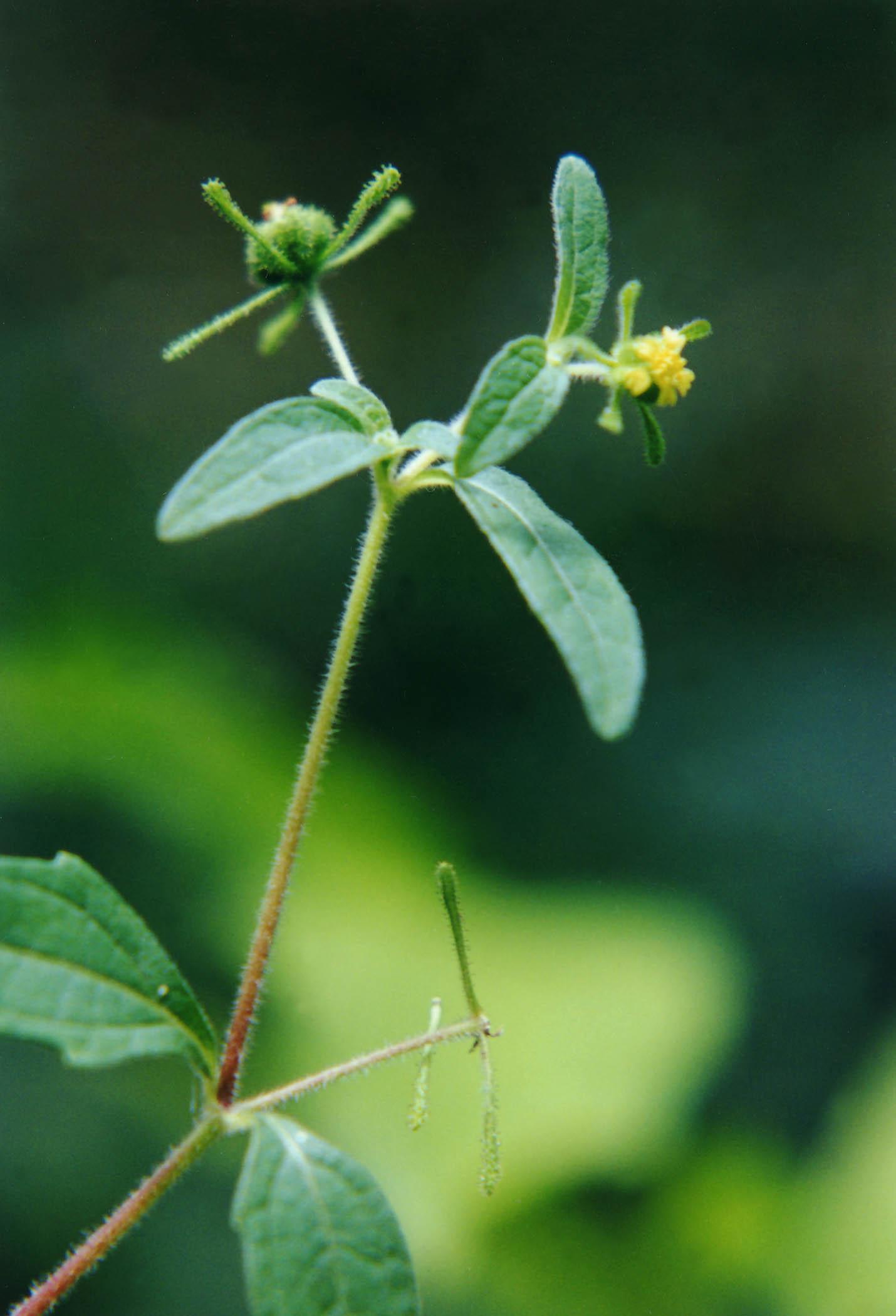 叶及嫩梗供药用,具有祛风湿,止痛的功效,用于治疗肝肾风气,四肢麻痹