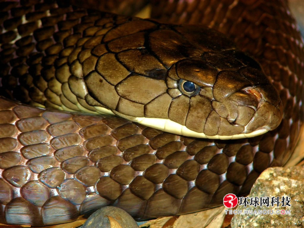  p>德州鼠蛇(学名:elaphe obsoleta)是蛇亚目游蛇科锦蛇属下的一种无