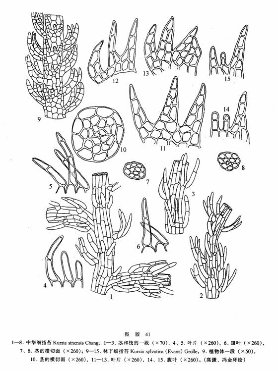 它的植物体极纤细,黄绿色,常疏松交织丛生或散生于苔藓群落中.