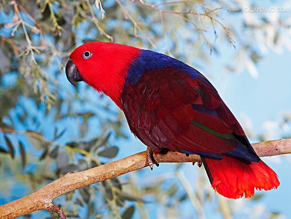  p>华贵折衷鹦鹉(学名:eclectus roratus roratus)是折衷鹦鹉的指名