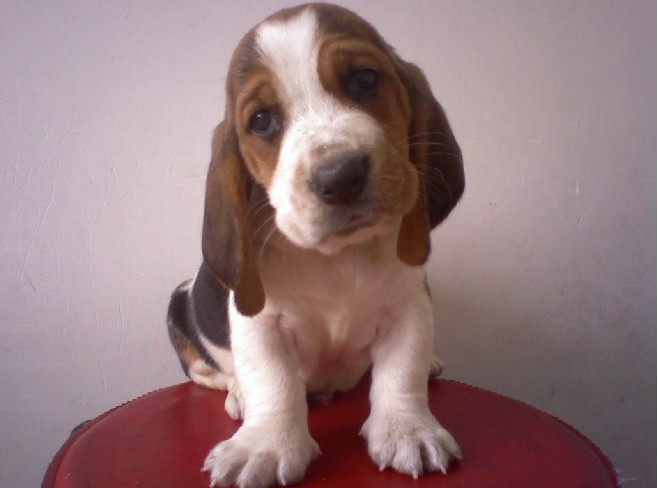  p>巴吉度猎犬(basset hound)也有的称法国短脚猎犬.