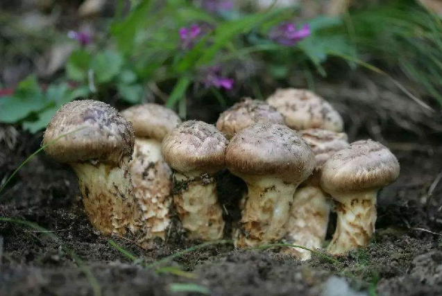 松茸应该怎么种植，才能长得好？_百科TA说