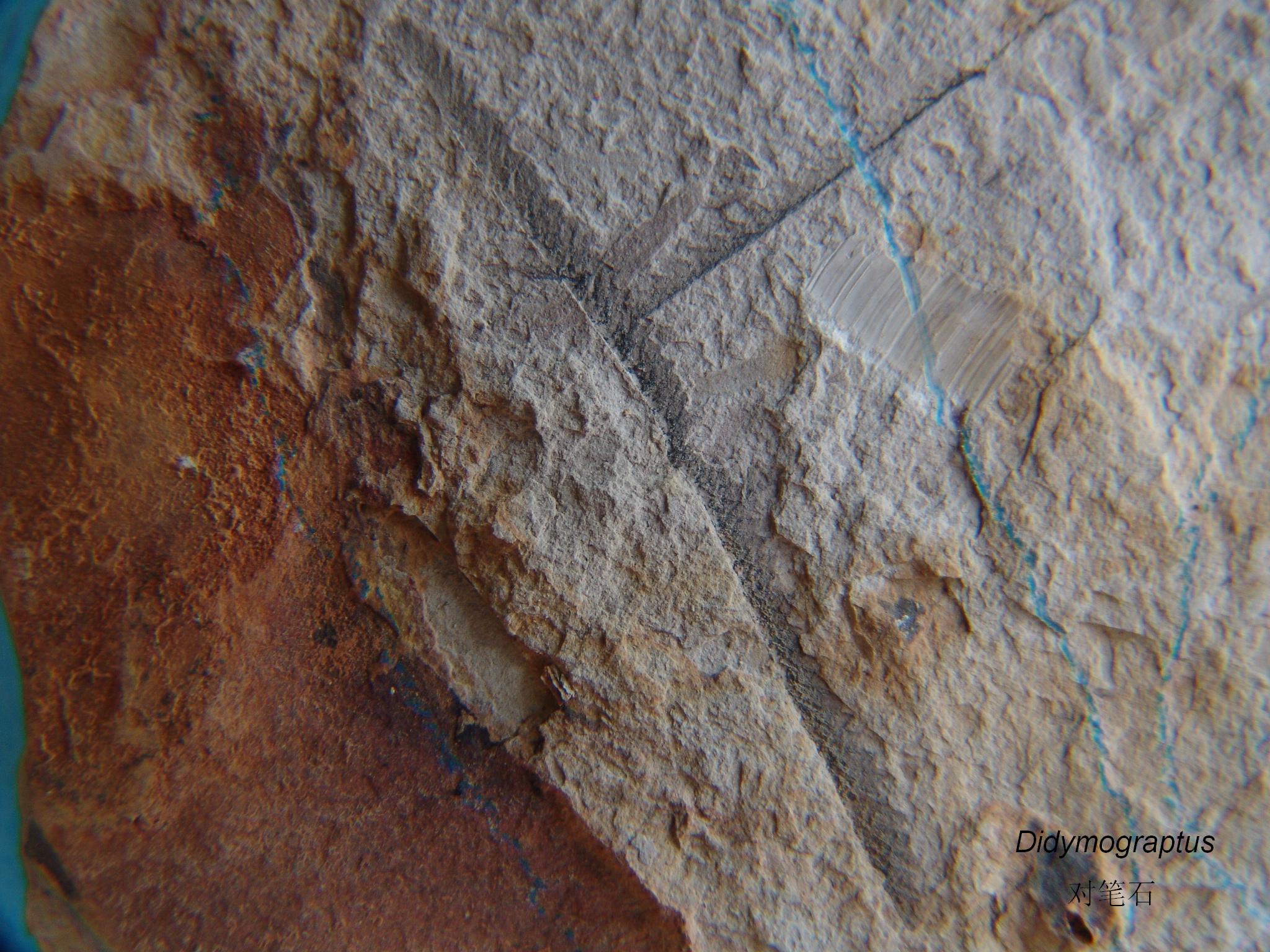  p>对笔石是 b>古 /b> b> a href="#" data-lemmaid="149803">无脊椎