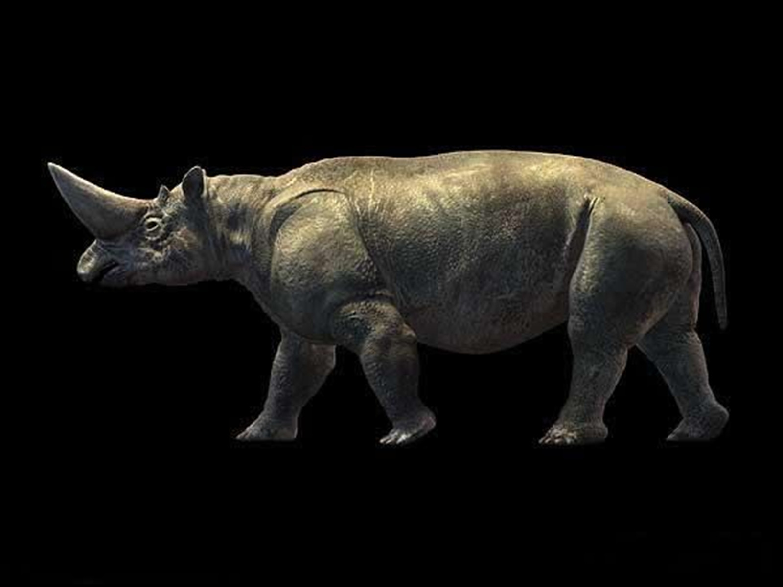 埃及重脚兽(arsnoitherium)