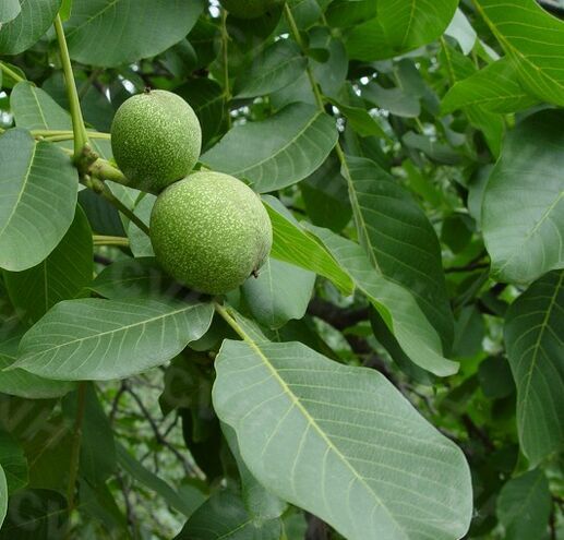  p>胡桃(拉丁学名  i>juglans regia  /i> l. ),俗称核桃 i>.