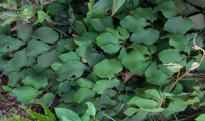 花两性或杂性异株,组成圆锥花序或复二歧聚伞花序;花瓣4-5,展开,各自