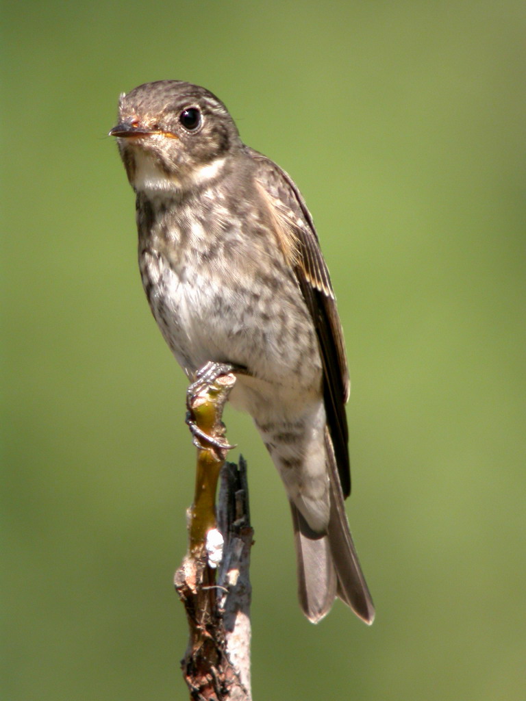 spotted flycatcher