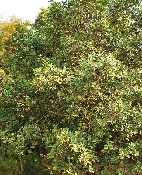  p>钝叶榕(学名: i>ficus curtipes  /i>corne